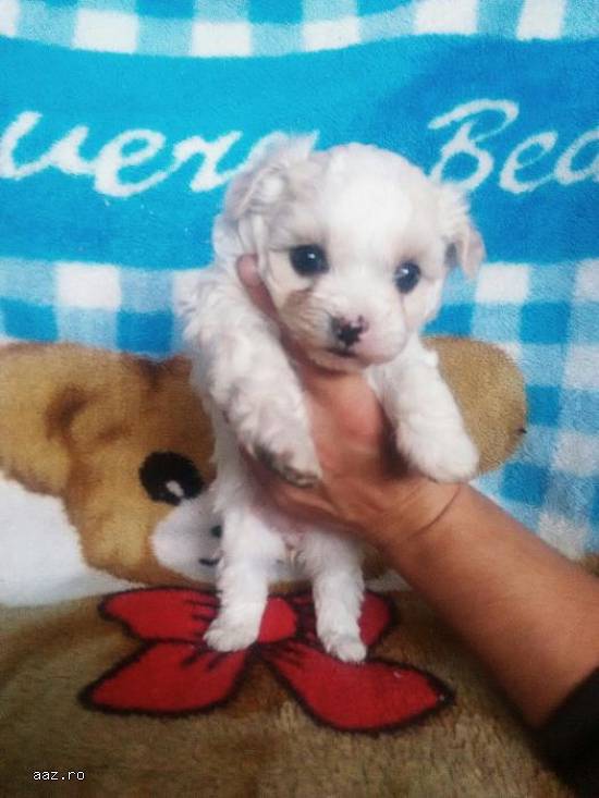 Catelusi bichon maltez(pret negociabil!)