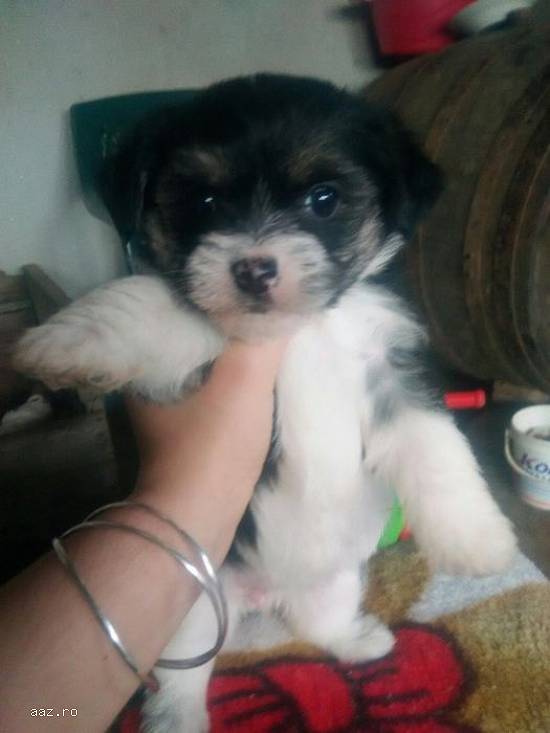 Catelusi bichon maltez(pret negociabil!)