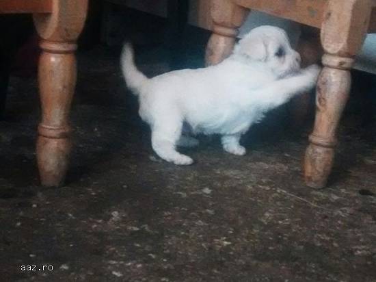 Catelusi bichon maltez(pret negociabil!)