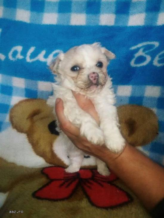 Catelusi bichon maltez(pret negociabil!)