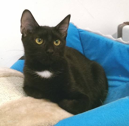 VLADUT delicat si timid pentru adoptie