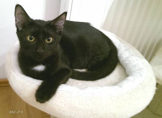 VLADUT delicat si timid pentru adoptie