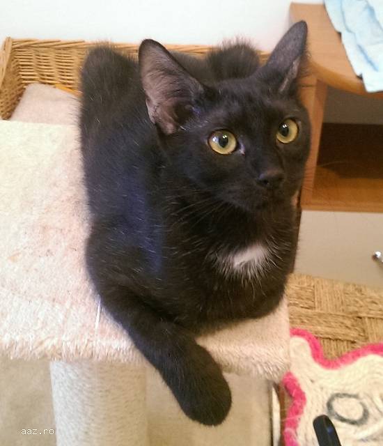 VLADUT delicat si timid pentru adoptie