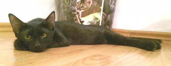 VLADUT delicat si timid pentru adoptie