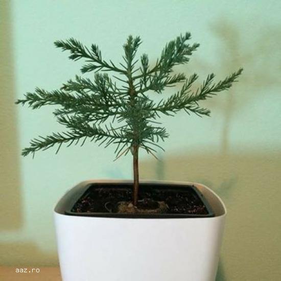 Puieti Sequoiadendron Giganteum