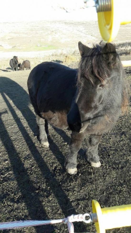 Ponei Shetland