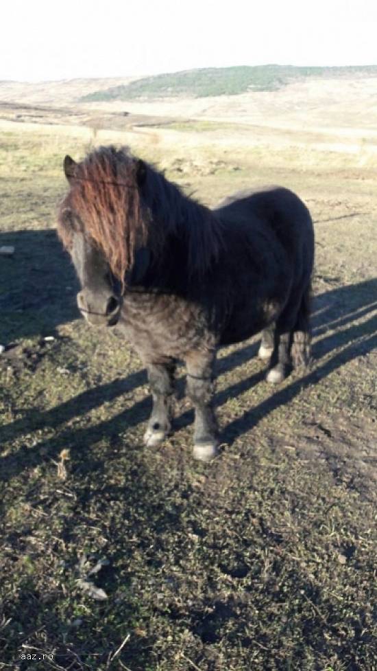 Ponei Shetland