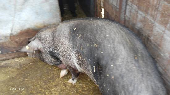 porci de vanzare in viu sau...