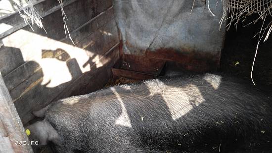 porci de vanzare in viu sau...