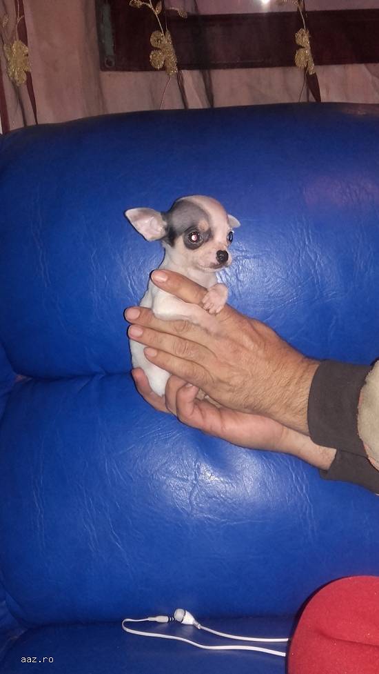 Vand puisori superbi de Chihuahua Toy