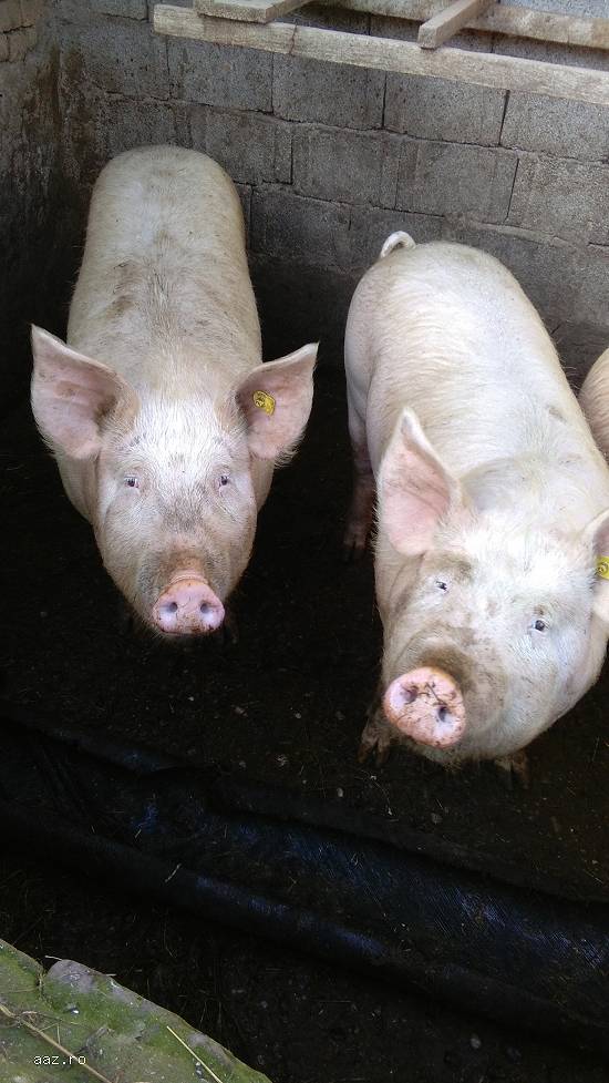 Porci de vanzare ,  8lei/kg