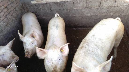 Porci de vanzare ,  8lei/kg