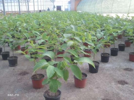 Plante de nuc