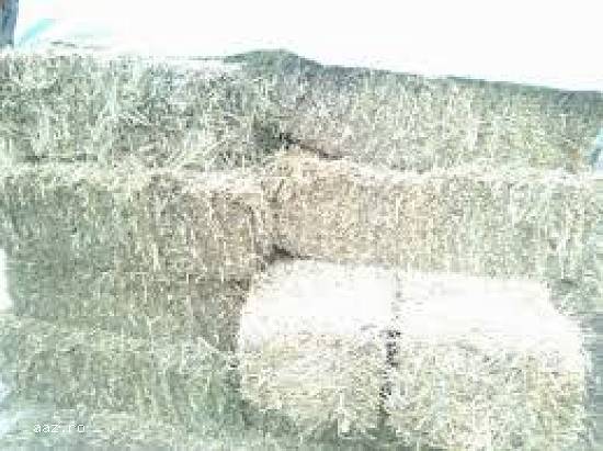 Oferta baloti de lucerna si de ovaz 12 lei/balot