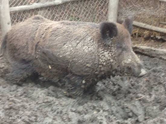 Vand porc mistre