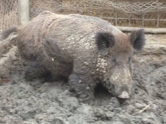 Vand porc mistre