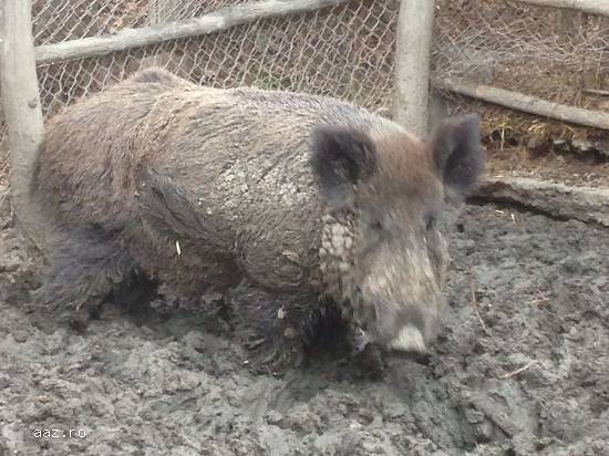 Vand porc mistre