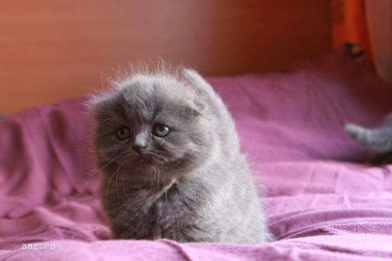 Scottish Fold Blue & Scottish Straight Blue