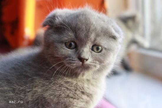 Scottish Fold Blue & Scottish Straight Blue