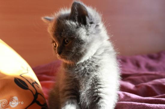 Scottish Fold Blue & Scottish Straight Blue
