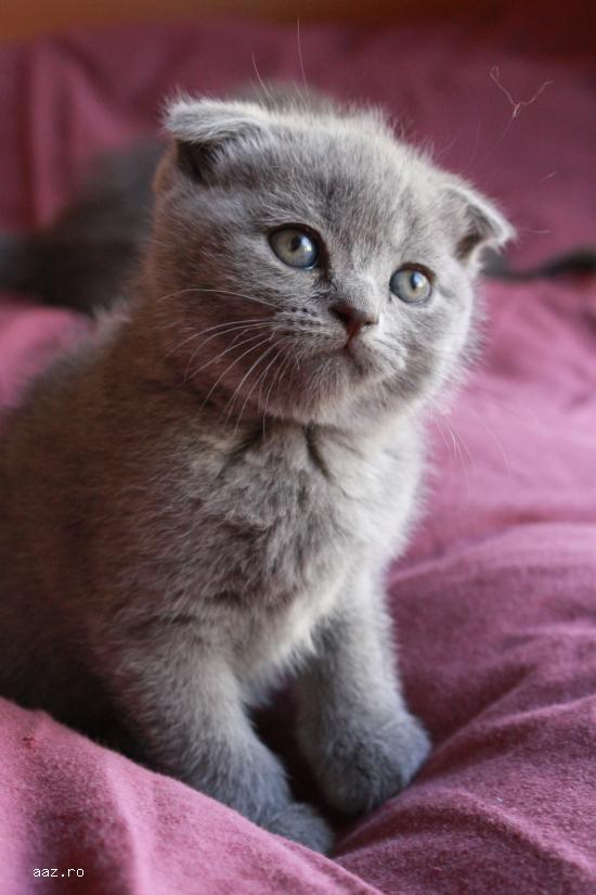 Scottish Fold Blue & Scottish Straight Blue