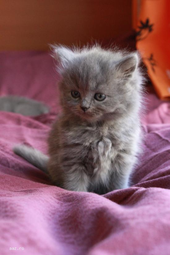 Scottish Fold Blue & Scottish Straight Blue