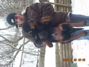 VAND PUII ROTTWAILER  talie mare varsta 3 luni