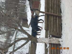 VAND PUII ROTTWAILER  talie mare varsta 3 luni