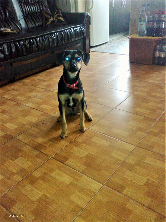 Manchester Terrier