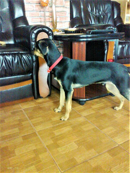 Manchester Terrier