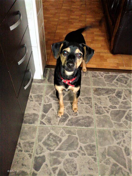 Vand Manchester Terrier