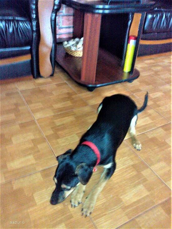 Vand Manchester Terrier