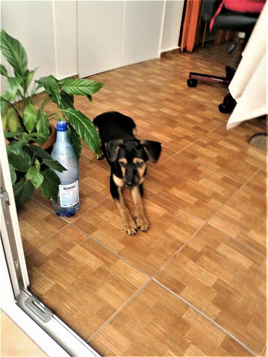 Vand Manchester Terrier