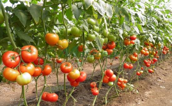 Seminte de tomate Gravitet F1