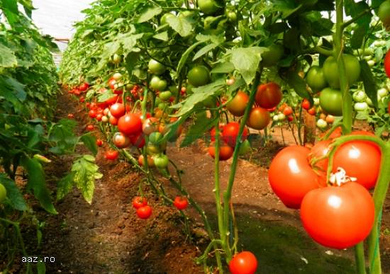 Seminte de tomate Gravitet F1