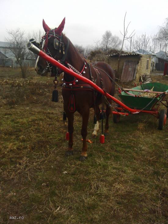 Vand iapa trapasa