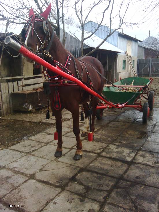 Vand iapa trapasa
