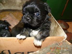 Pui Pechinez fara Pedigree
