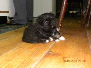 Pui Pechinez fara Pedigree