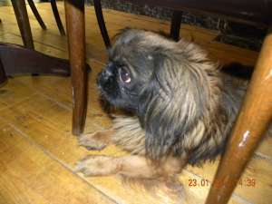 Pui Pechinez fara Pedigree