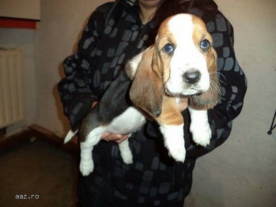 Vand basset hound!!