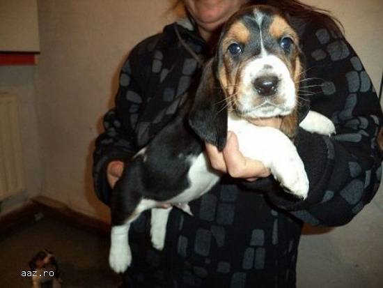 Vand basset hound!!