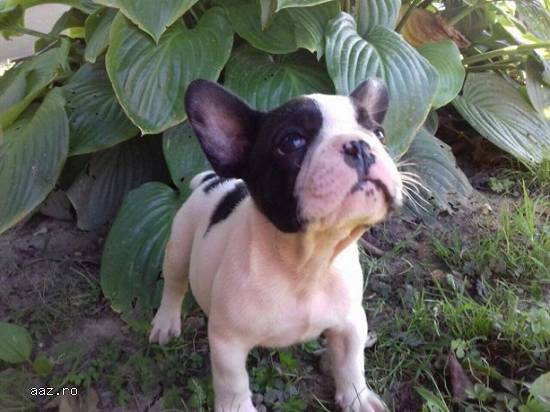 Vand bulldog francez!!