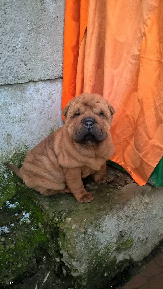 Vand shar-pei!!