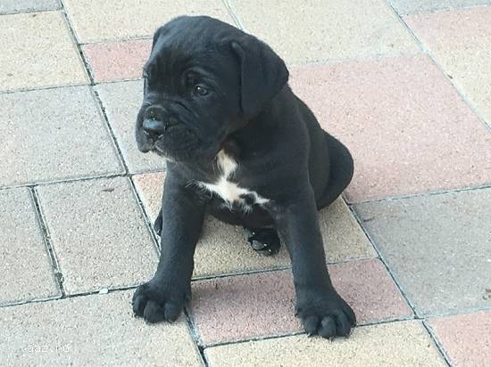 Vand cane corso!!