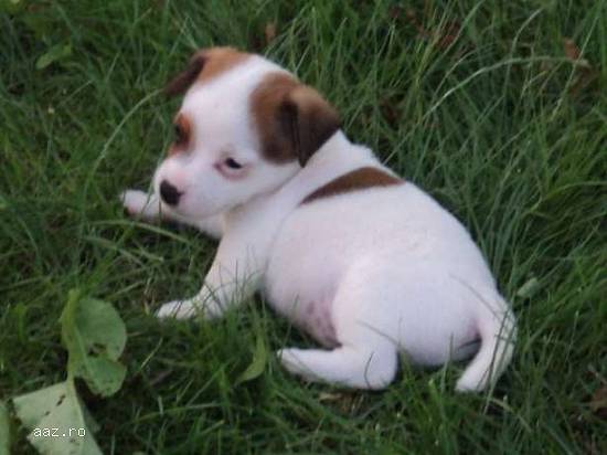 Vand jack russell!!