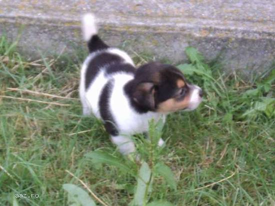 Vand jack russell!!