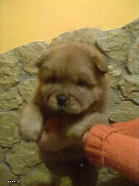 Vand chow chow!!