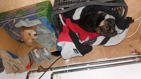 Donatii 2 catelusi abandonati