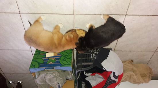 Donatii 2 catelusi abandonati
